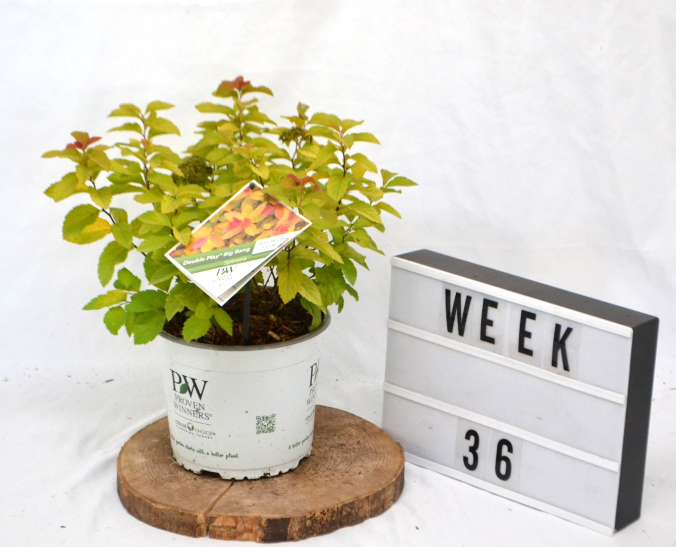 Spiraea Double Play Big Bang - C3 20-40 CM